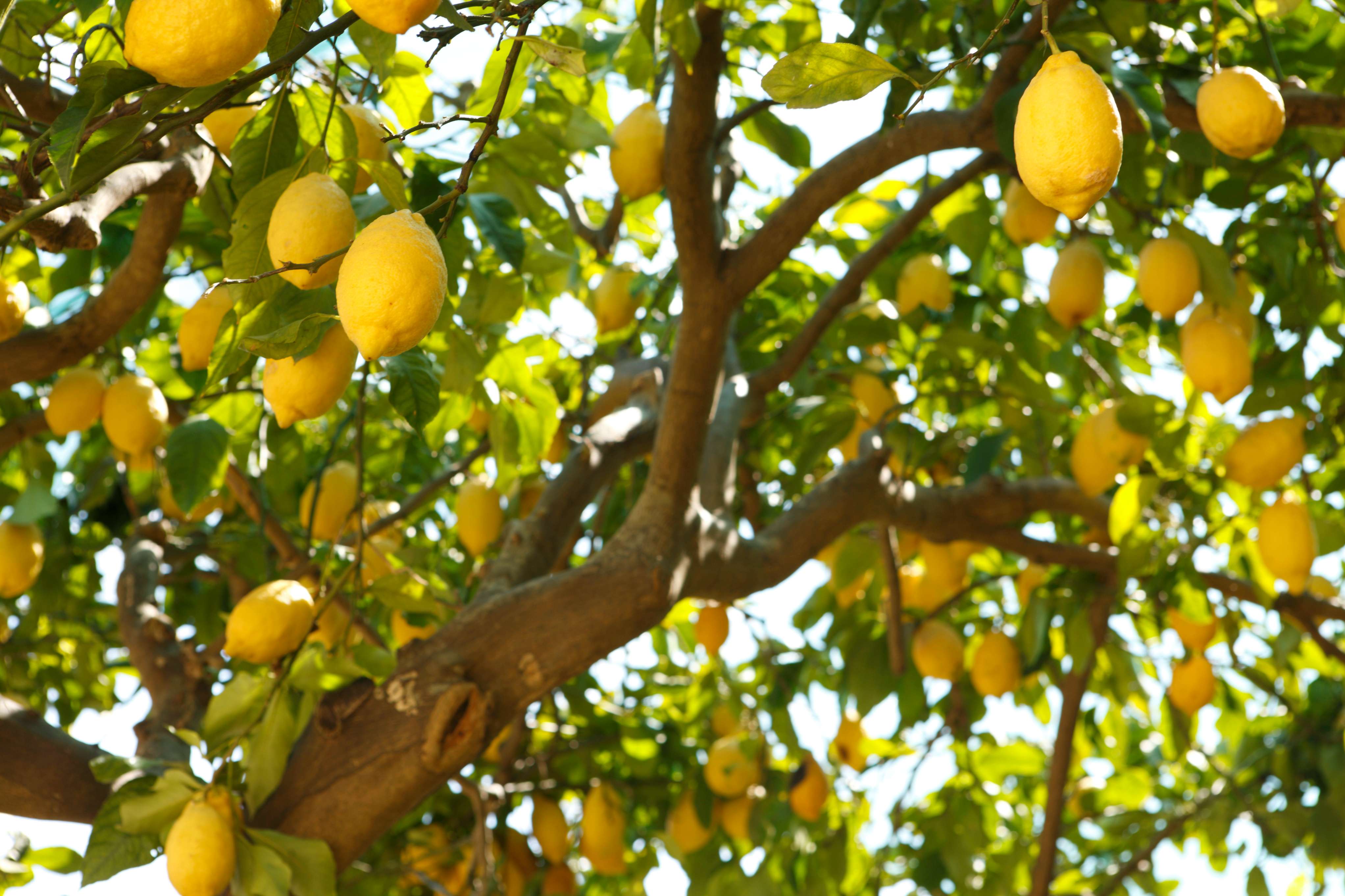 what-can-i-feed-my-lemon-tree-to-ensure-it-grows-well